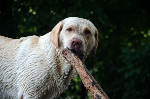 dog wet water