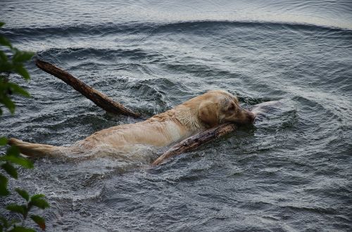 dog water swim