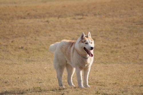 dog husky light tan pet