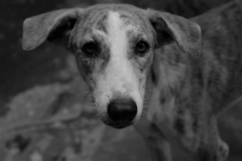 dog canine monochrome