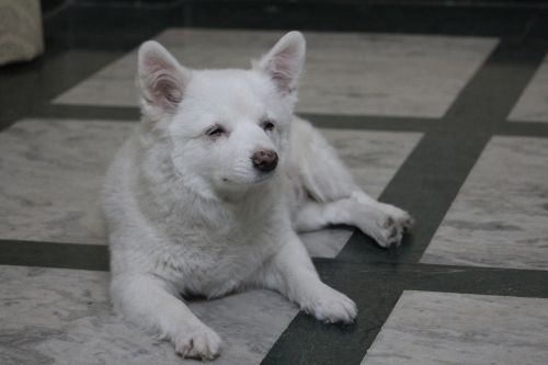 dog pommerian white