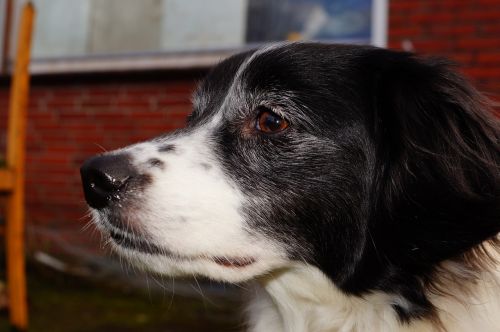 dog head portrait