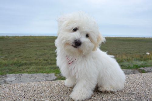 dog puppy cotton tulear white fur