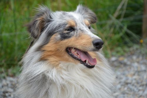 dog shetland sheepdog profile