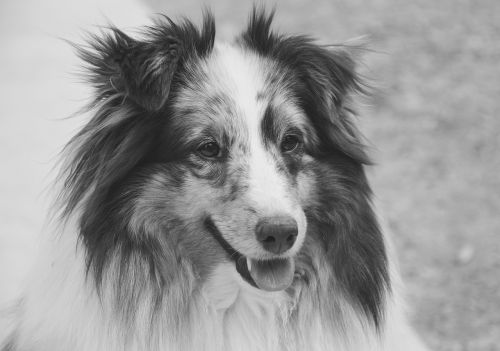 dog shetland sheepdog portrait