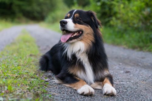 dog australian shepherd lying