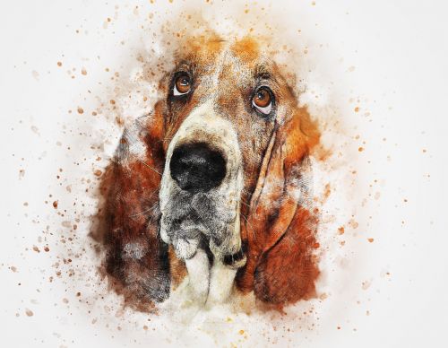 dog basset pet