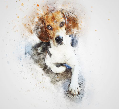 dog beagle pet