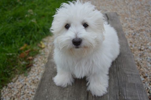 dog cotton white dog