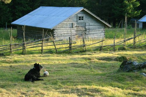 dog sunset summer