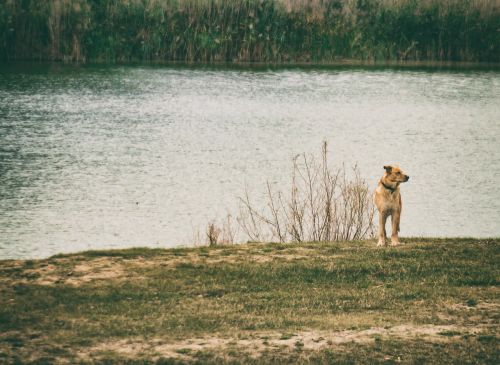 dog water lake