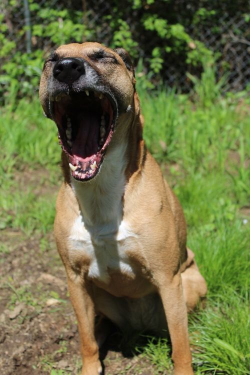 dog rescue yawn