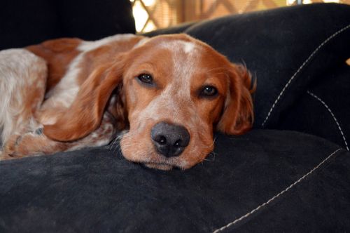 dog spaniel puppy