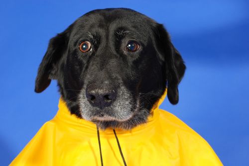 dog dog in raincoat rain