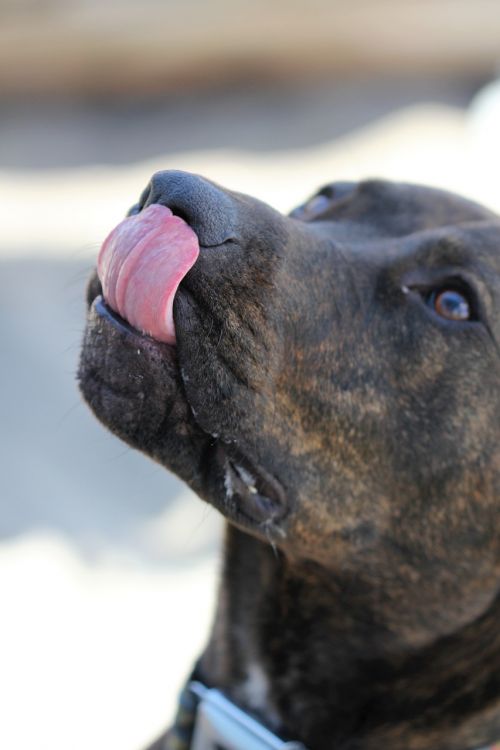 dog tongue out animal