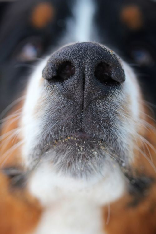 dog nose dog nose