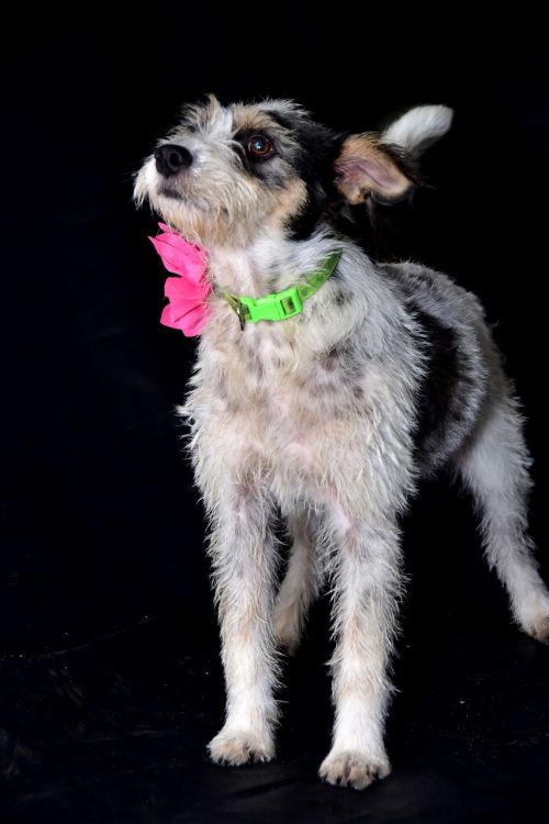 dog happy portrait