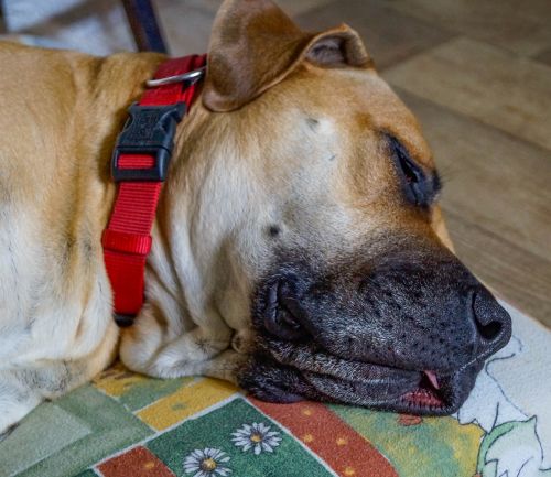 dog boerboel african farmers dog