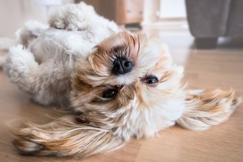 dog lhasa apso canine