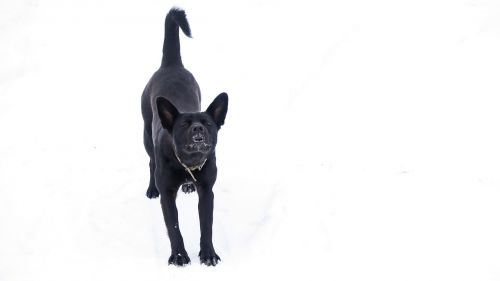 dog black animal