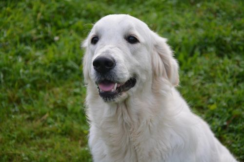 dog dog golden retriever coat white