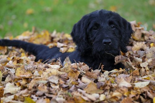 dog puppy labradoodle