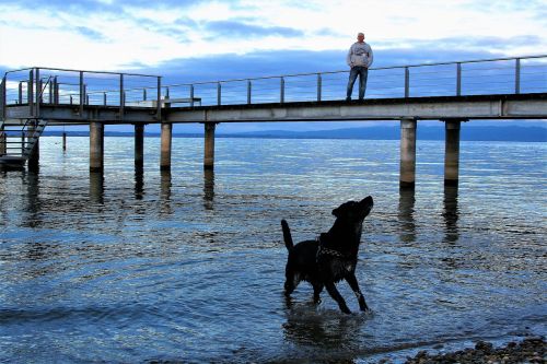 dog water fun