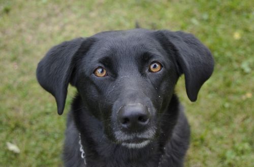 dog black brown eyes