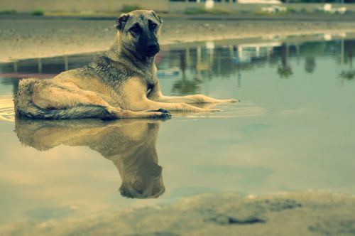 dog reflection water