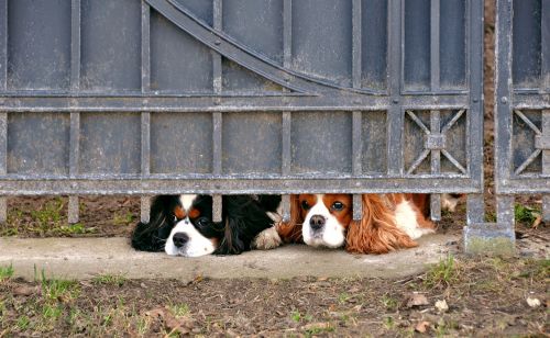 dog pets prison