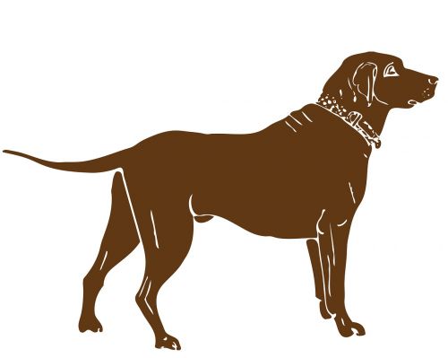 dog labrador brown