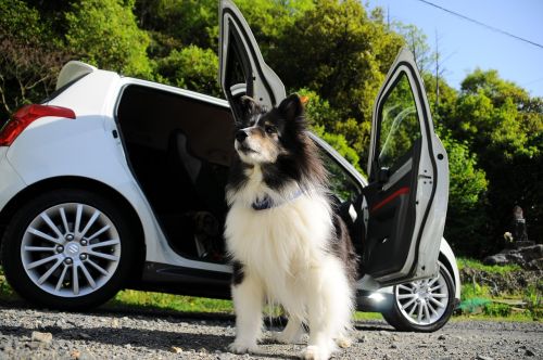 dog car the magnificent