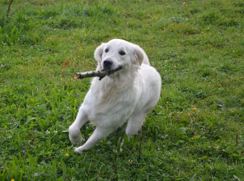 dog dog golden retriever run