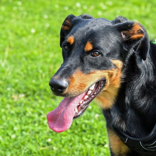 dog beauceron portrait