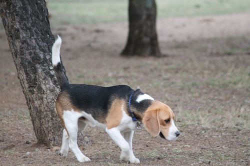 dog beagle medium