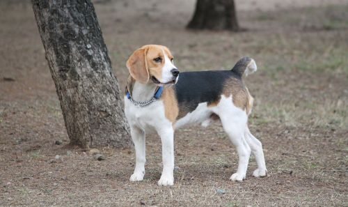 dog beagle medium
