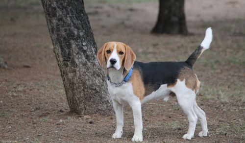 dog beagle medium