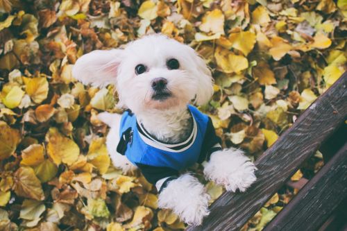 dog autumn maltese dog