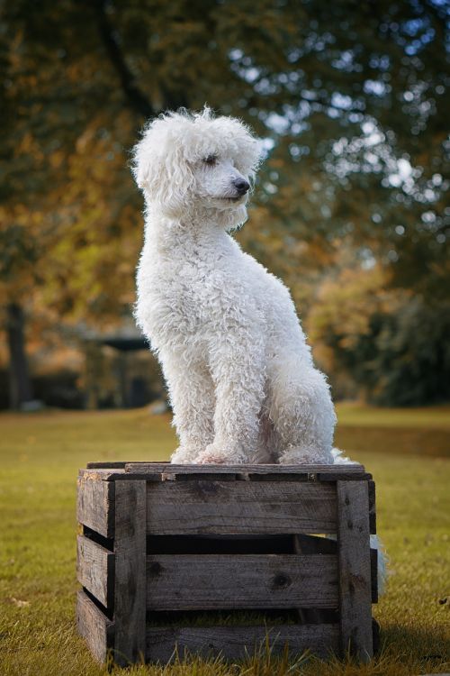 dog the poodle white