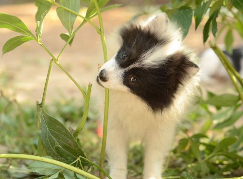 dog grass living nature