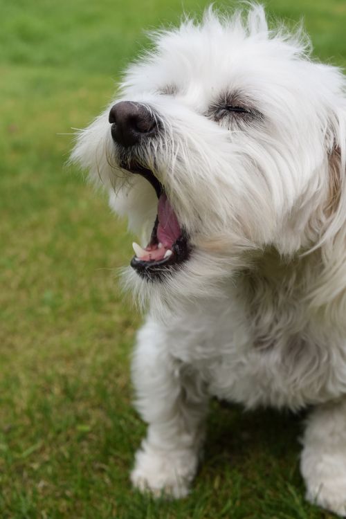 dog cute maltese