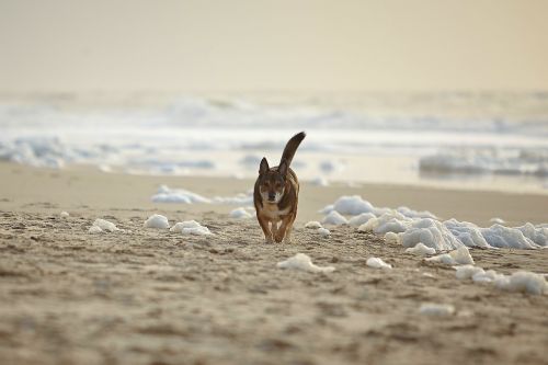 dog beach sylt