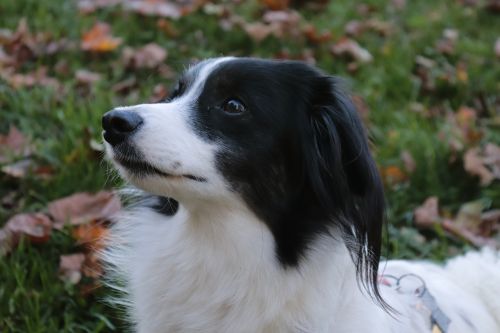 dog black and white hybrid