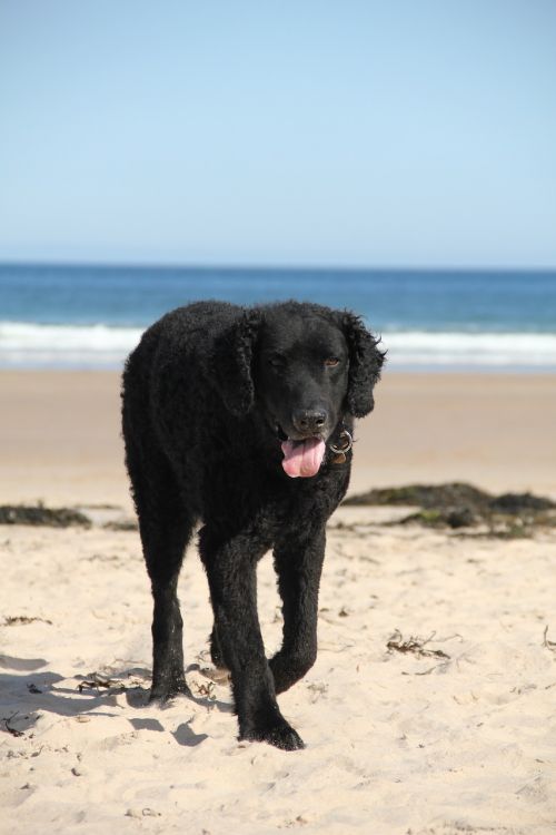 dog beach sea