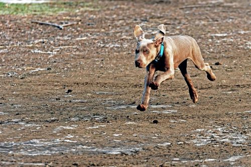 dog young dog weimaraner