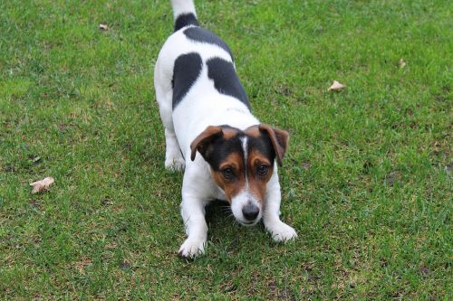 dog jack russell terrier fun