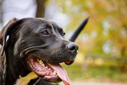 dog pitbull public record