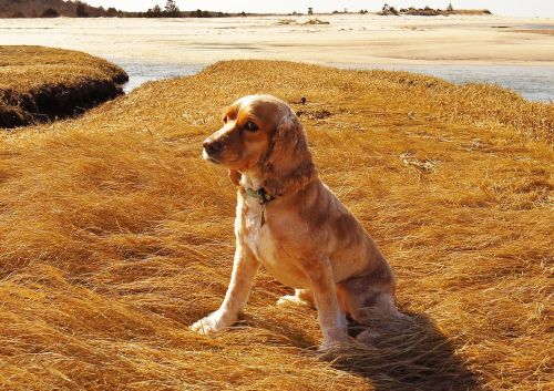 dog cocker spaniel beach