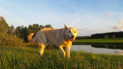 dog hybrid white