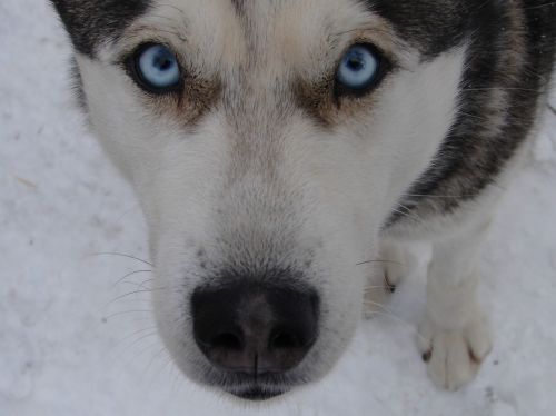 dog animal blue eyes